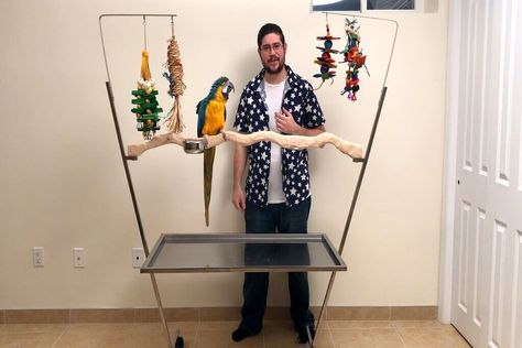 Parrot Stand Ideas, Parrot Play Stand, Blue And Gold Macaw, Parrot Stand, Bird Breeds, Nourishing Food, Parrot Pet, Amazon Parrot, Parrot Perch