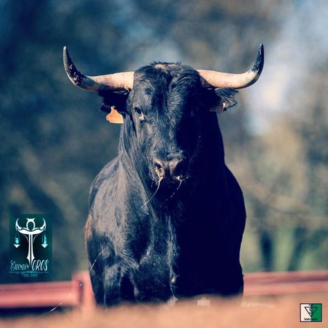 Bull Charging, Taurus Bull Tattoos, Barren Land, Taurus Bull, Cowboy Love, Bull Art, Bull Tattoos, Black Bull, Animal Planet