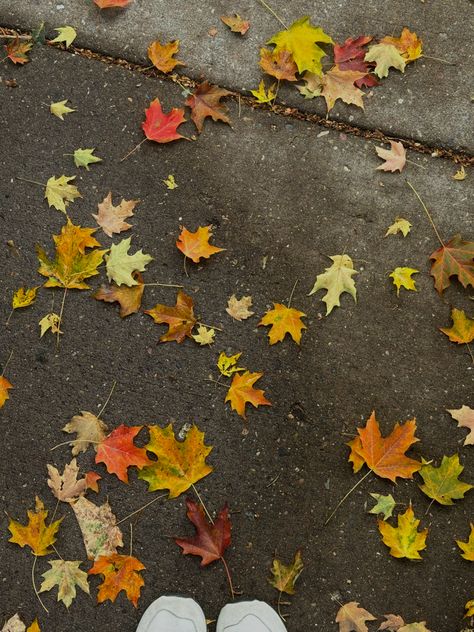 Fall leaves aesthetic wallpaper background autumn October sidewalk art four seasons change nature photography walk walking path fall activity Midwest Fall Aesthetic, Fall Leaves Aesthetic Wallpaper, Leaves Aesthetic Wallpaper, Fall Leaves Aesthetic, Midwest Fall, Leaves Aesthetic, Background Autumn, Walking Path, Fall Activity