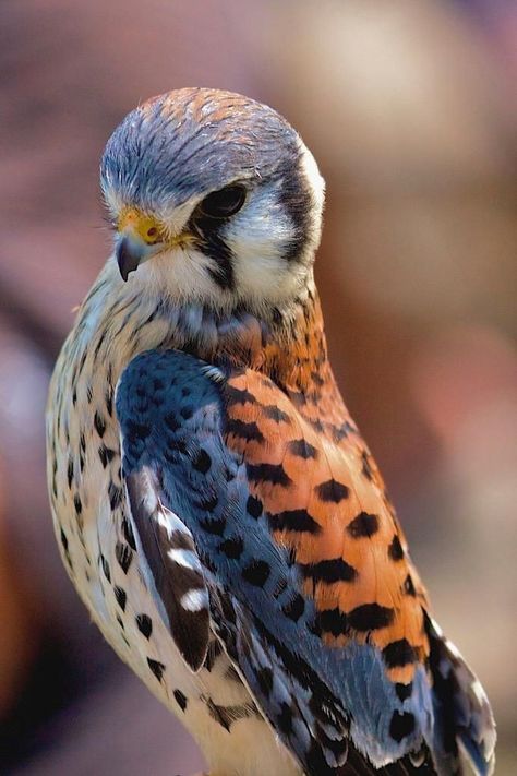 American Kestrel, Regnul Animal, Nosara, Kestrel, Nature Birds, Clipuri Video, All Birds, Exotic Birds, Amazing Animals