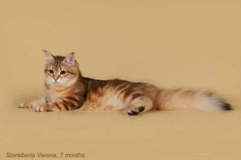 Starsiberia Verona, black golden classic tabby Siberian