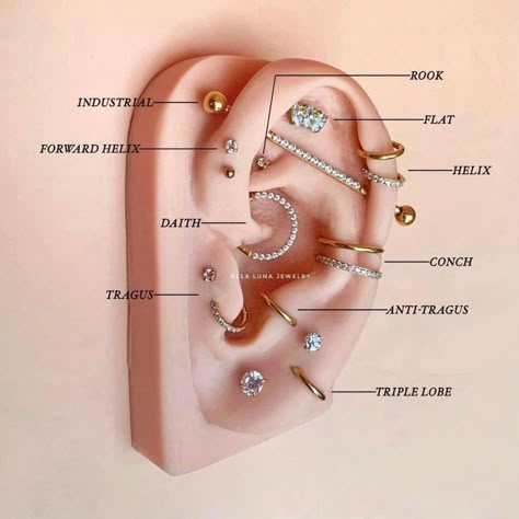 Piercings Ear Names Earrings, Pericings Name, Different Types Of Piercings Ears, Piercings With Names, Peircings Earring Ideas Names, Ear Piercing Ideas Names, Female Ear Piercings, Peircings Women Ear Chart With Names, Nom Piercing Oreille