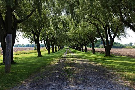 I have always wanted a long driveway lined with weeping willows! Long Driveway, Oak Tree Wedding, Tree Lined Driveway, Tree House Plans, Weeping Willow Tree, Driveway Landscaping, Long Driveways, Welcome To My House, Celtic Tree Of Life