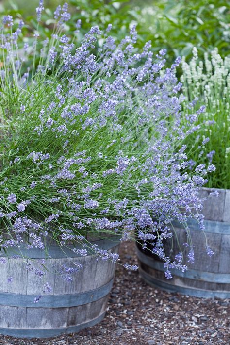 Get these annoying pests to bug off without having to spray harsh pesticides. Grow Lavender, Lavender Plants, Growing Lavender, Sloped Backyard, Gardening Trends, Balcony Plants, Aromatic Plant, Evergreen Plants, Patio Plants