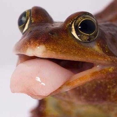 Frog Tongue Frog With Tongue Out, Frog Tongue, Common Frog, Pet Frogs, Frog Stuff, Frog Pictures, Funny Frogs, Salamanders, Frog And Toad