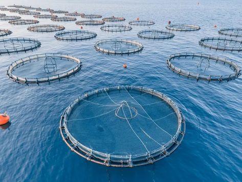 A new report from the United Nations’ Food and Agriculture Organization, or FAO, has found that more fish were farmed worldwide in 2022 than harvested Fish Farm, Salmon Farming, Wild Caught Fish, Modern Farmer, Aquatic Ecosystem, Sea Vegetables, Water Surface, Farm Food, Fishing Techniques