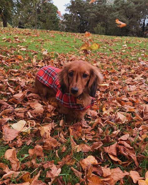 Animal Photoshoot, Autumn Animals, Baby Dachshund, Super Cute Puppies, Cute Fall Wallpaper, Instagram Autumn, Pets 3, Weenie Dogs, Miniature Dachshund