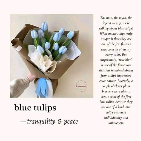 Tulips Quotes, Tulip Flower Pictures, Tulips Meaning, Pretty Flowers Pictures, Flower Language, Luxury Flower Bouquets, Peonies And Hydrangeas, Boquette Flowers, Flower Guide