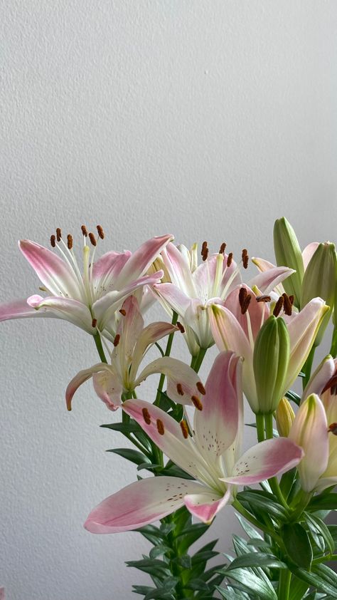 lirios japoneses 💗 Lily Wallpaper, Boquette Flowers, Rose Lily, Flower Therapy, Beautiful Bouquet Of Flowers, Lily Flower, Blossom Flower, Types Of Flowers, Amazing Flowers