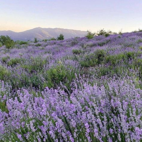 Flowers, Purple Flowers, Purple, Lavender Flowers, We Heart It, Lavender, Lost