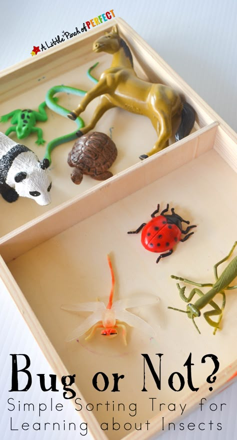 Bug or Not? Simple Sorting Tray for Learning about Insects (preschool, spring) Learning About Insects, Preschool Insects, Preschool Bugs, Insect Study, Bug Activities, Insect Unit, Insects Preschool, Bugs Preschool, Insect Activities