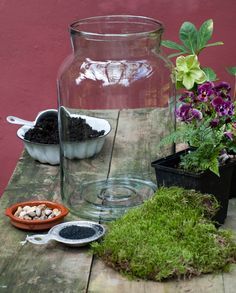 DIY: Glass Jar Terrarium - House & Home Glass Jar Terrarium, Jar Terrarium, Orchid Terrarium, Open Terrariums, Cactus Terrarium, Terrarium Jar, Succulent Garden Diy, Bottle Garden, Moss Garden