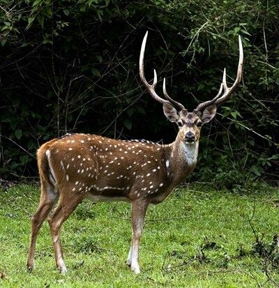 Deer Standing Drawing, Cabin Entrance, Impala Animal, Animals Beautiful Photography, Musk Deer, Bremen Town Musicians, Axis Deer, Deer Sculpture, Deer Photography