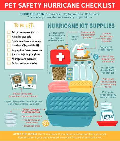 Make sure you’re prepared for hurricane season by having a plan ready and following this hurricane checklist for pet safety. Cat Emergency Kit, Dog Emergency Kit, Pet Emergency Kit, Storm Prep, Pet Meds, Emergency Prepardness, Emergency Survival Kit, Safety Kit, Emergency Preparedness Kit