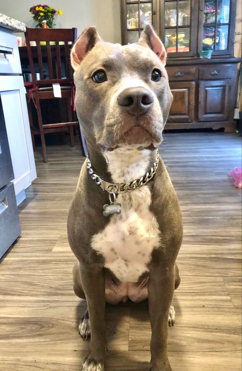 Blue Nosed Pitbull, Grey Pitbull Blue Eyes, Xl Bully Dog, Blue Eyed Pitbull, Albino Pitbull, Pitbull Blue Eyes, Bluenose Pitbulls, Pitbull Dog Tattoo, Blue Pitbull Puppy