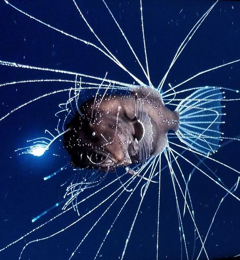 Deep Sea Creature, Angler Fish Aesthetic, Deep Ocean Creatures, Deep Sea Monsters, Deep Sea Art, Scary Sea Animals, The Deep, Deep Sea Fish, Deep Sea Aesthetic