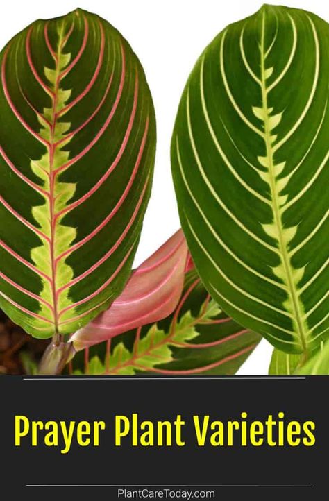 Prayer plants are easy to care for houseplants with unique foliage and many varieties available. However, some are better than others. We take a closer look. Maranta Plant Varieties, Praying Plant Care, Esperanza Plant, Maranta Plant, Prayer Plant Care, Plant Meanings, Understory Plants, Houseplant Care, Plant Varieties