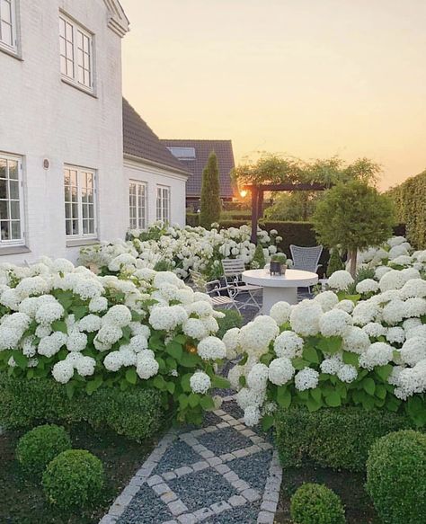 Walk way Seating Wall, Let The Weekend Begin, Hydrangea Landscaping, White Hydrangeas, Hydrangea Garden, Beautiful Farm, Wall Designs, Wall Garden, Garden Photography