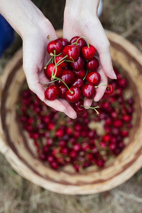 Фотография Cherry Farm, Summer Cherries, Simple Nutrition, Fruit Picking, Hands Holding, Beautiful Fruits, Sweet Cherries, Tropical Fruits, Delicious Fruit