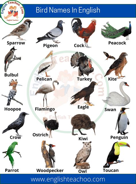 Bird Names List in English with Pictures 2 Birds Name List, Animals Name With Picture, Birds Name, Bird Names, Names Of Birds, Animal Infographic, Gas Mask Art, List Of Birds, Chocolate Card