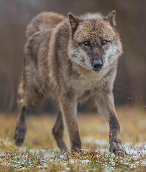 Italian Wolf, Old Wolf, Wolf Poses, Wolf World, Wolf Photography, Wolf Photos, Gray Wolf, Wolf Love, Wild Wolf