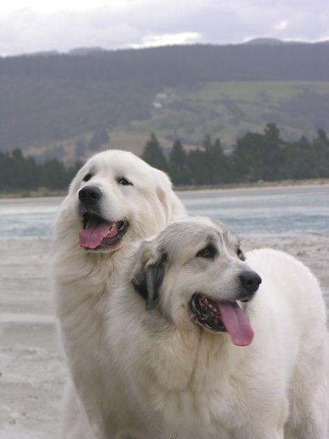 Pyranese Mountain Dog, Pack Animals, Pyrenean Mountain Dog, Pyrenees Dog, Livestock Guardian Dog, Big Teddy, Great Pyrenees Dog, Farm Dogs, Terra Nova