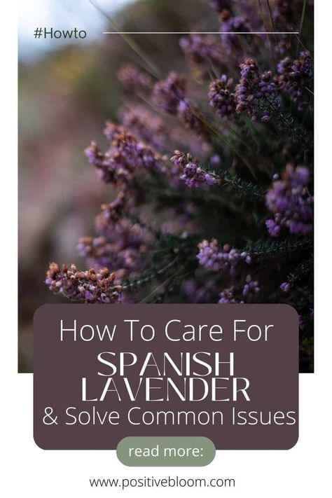 How To Care For Spanish Lavender & Solve Common Issues Spanish Lavender Plant, Lavender Plant Care, Lavender Care, Spanish Lavender, Peperomia Plant, Alocasia Plant, Calathea Plant, Zz Plant, Pothos Plant