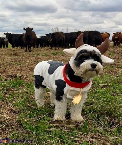 Dog Farmer Costume, Mini Schnauzer Halloween Costume, Cow Dog Costume, Cute Halloween Dog Costumes, Dog Human Costumes, Cowgirl Dog Costume, Pets Halloween Costumes, Cute Outfits For Dogs, Cute Puppy Halloween Costumes