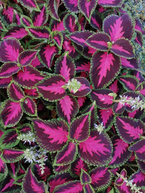 #coleus #pinkplant #mayana #coleus Purple Bedroom, Sweet Heat, Pink Plant, Plant Pattern, Purple Nails, Bedroom Styles, Autumn Home, Fall Home Decor, Disney World