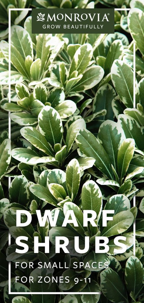 We’ve chosen 6 dwarf shrubs for zones 9-11 that are perfect for those tight spaces Small Evergreen Shrubs, Shrubs For Landscaping, Low Growing Shrubs, Evergreen Bush, Shade Shrubs, Small Shrubs, Living Vintage, Perennial Shrubs, Front Landscaping