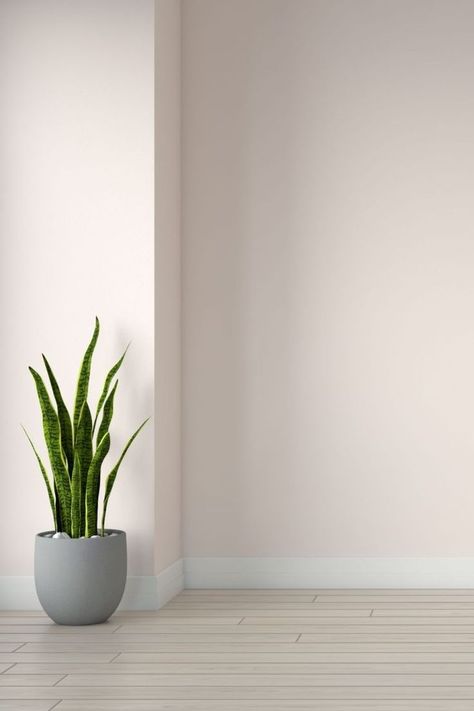 Pinkish White Wall Color for Room with Oak Flooring Wall Paint Color Ideas, Beige Wall Colors, Wall Paint Color, Grey Wall Color, White Wall Paint, Gold Wallpaper Background, Off White Walls, Paint Color Ideas, Off White Paints