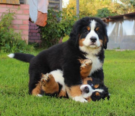 Burmese Mountain Dogs, Puppies Playing, Puppy Playing, Dog Puppies, Puppies And Kitties, Cute Pets, Mountain Dog, Bernese Mountain, Bernese Mountain Dog