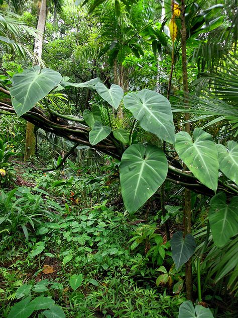 Rainforest Plants, Fallen Tree, Plant Fungus, Forest Plants, Rain Forest, Tropical Forest, Tropical Rainforest, Green Forest, Honolulu Hawaii