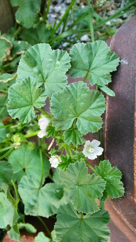 Mallow weeds in landscapes can be especially troubling for many homeowners. For this reason, it helps to arm yourself with information on mallow weed control. Read here to learn more. Meg Tattoo, Common Mallow, Heirloom Garden, Minnesota Wildflowers, Mallow Plant, Sun Loving Plants, Plants Growing, Invasive Plants, Living Off The Land