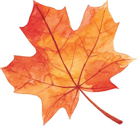 Maple Leaf Images, Maple Leaf Clipart, Maple Leaf Drawing, Fall Clip Art, Calligraphy Drawing, Leaf Clipart, Leaf Illustration, Leaf Images, Leaf Drawing