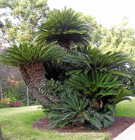 Sego Palm, Cycas Revoluta, Palm Trees Landscaping, Sago Palm, Palm Garden, Easy Plants To Grow, Evergreen Plants, Kyushu, Tamarindo