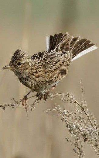 Skylark, White Eyes, Baby Puppies, Birds Tattoo, Bird Photo, Little Birds, Bird Watching, Love Birds, Beautiful Creatures