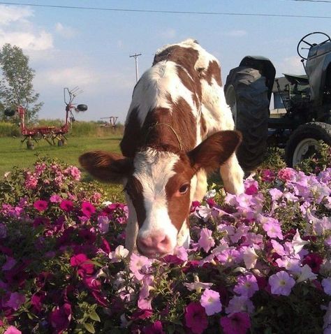 Fluffy Cows, Baby Cows, Cute Cows, Cute Creatures, Cute Little Animals, 귀여운 동물, Animals Friends, Beautiful Creatures, Animal Kingdom