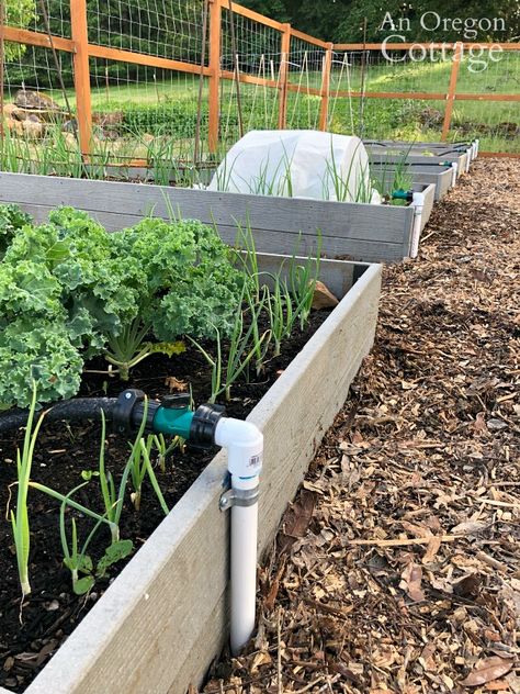 We are LOVING this easy DIY automatic garden watering system for our raised vegetable beds! It didn't cost a lot (especially compared to full irrigation systems), used easy to find Pvc pipe parts, basic skills and tools. Full tutorial on how to build a simple automatic watering system for your home garden. Diy Garden Watering System, Bacopa Plant, Garden Sheds Uk, Miniature Fairy Garden Diy, Winter Garden Party, Borders Garden, Garden Watering System, Automatic Watering System, Watering System