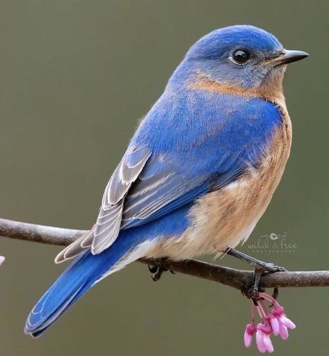 Bluebird Painting, Eastern Bluebird, Watercolor Ideas, Blue Birds, All Birds, Bird Pictures, Bird Drawings, Pretty Birds, Bird Photo