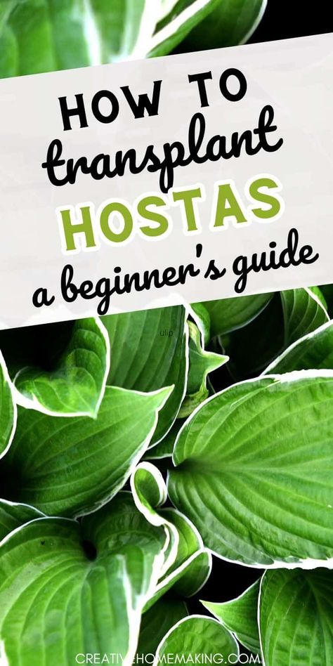 Ready to move your hostas to a new spot? Find out how to transplant them with ease and keep your garden looking beautiful. Transplanting Hostas, Transplant Hostas, Hosta Varieties, Soil Improvement, Replant, New Growth, Mulch, Beginners Guide, Soil