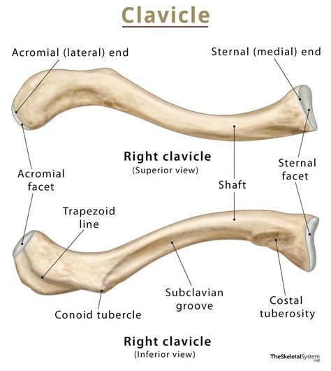 Clavicle Bone, Upper Limb Anatomy, Bone Drawing, Anatomy Bones, Medical Photography, Basic Anatomy And Physiology, Skeletal System, Human Body Anatomy, Muscle Anatomy