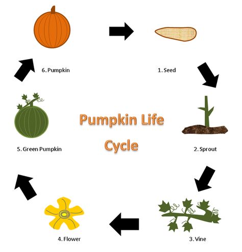 Process - Life Cycle of a Pumpkin Life Cycle Worksheet, Pumpkin Growing, Life Cycle Of A Pumpkin, Pumpkin Life Cycle, Pumpkin Garden, Growing Pumpkins, Green Pumpkin, School Programs, Print Out