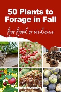 Fall is truly harvest season, whether in the garden or in the field and forest. Here are 50 plants to forage in fall for food or medicine. Preparedness Ideas, Wild Foraging, Wild Food Foraging, Harvesting Herbs, Foraged Food, Food Medicine, Wild Edibles, Harvest Season, Wild Food