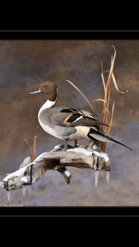 Taxidermy Duck, Duck Hunting Decor, Deer Mount Decor, Duck Mounts, Deer Hunting Decor, Duck Mount, Waterfowl Taxidermy, Waterfowl Art, Bird Decorations