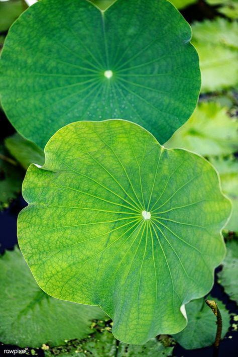 Round green lotus leaves in pond | free image by rawpixel.com / KUTTHALEEYO Lotus Garden, Lotus Flower Pictures, Lotus Tea, Lotus Pods, Lotus Flower Art, Lotus Painting, Lotus Pattern, Leaf Photography, Monet Water Lilies