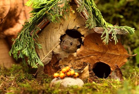 Harvest Mouse Enclosure, Mouse Village, Harvest Mice In Flowers, Harvest Mouse Photography, Field Mouse Photography, Mouse Hole, Harvest Mouse, Field Mouse, Mouse Rat