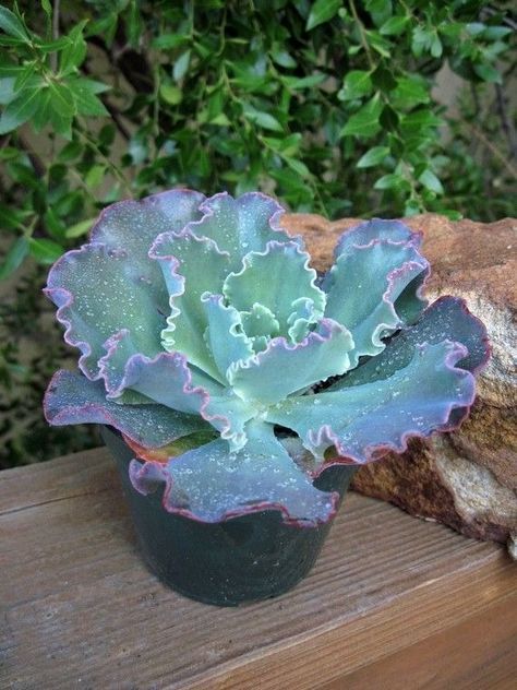 18 Types Of Unusual Succulents That Look Like They Belong In Another World Echivera Succulents, Hens And Chicks Succulent, Blue Curls, Cactus Farm, Succulent Names, Blue Cactus, Growing Succulents, Blue Garden, Hens And Chicks