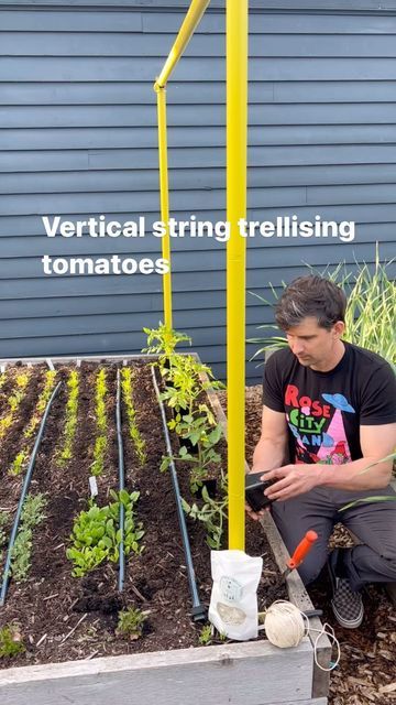 915K views · 31K likes | Seattle Urban Farm Co | Garden Creators on Instagram: "Vertically string trellising tomatoes, from May to September! String trellising on the Freyr trellis is so simple and satisfying, and our plants have never been happier ♥️ . . . #harvest #tomatoharvest #growtomatoes" Tomato Plant Trellis, Plants Trellis, Vertical Growing, Tomato Trellis, Diy Garden Trellis, Trellis Ideas, Outdoor Trellis, Vegetable Garden Planning, Diy Trellis