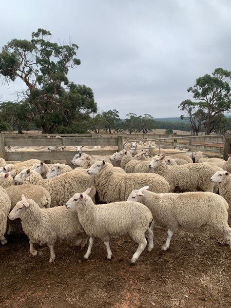 #sheep #farm #home #aesthetic Sheep Pasture Aesthetic, Sheep Farm Aesthetic, Farm Home Aesthetic, Sheep Centaur, Sheep Aesthetic, Cowboy Husband, Twd Oc, Sheep Ranch, Farm Sheep